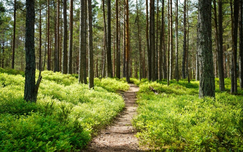 Symbolfoto: Forst